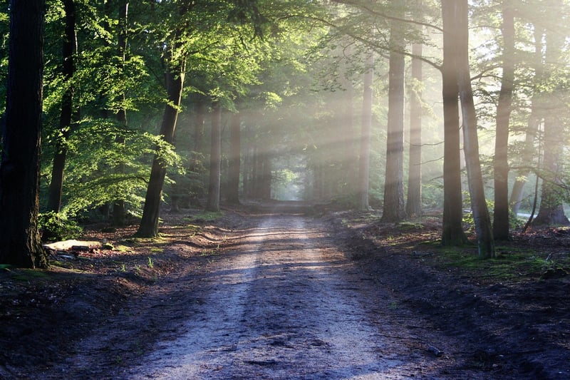 Sunlight filtering through forest trees